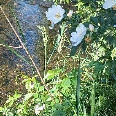 Blackberry brambles flowering in the shade, growing along with some virginia creeper on our creekbed - taken by Makayla Reichert