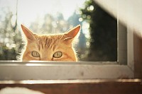 Cat peering through window. Unsplash free pic. Kitty.